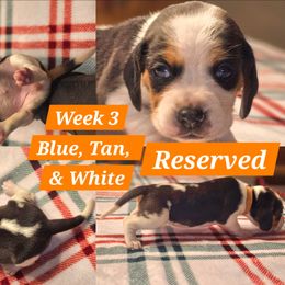 Olive-Orange-Female - Blue tan and white female Beagle puppy in Bemidji, Minnesota from Nse Farms Beagles