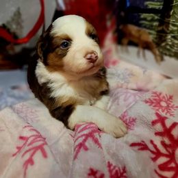 Rudolph - Red tri-color female Australian Shepherd puppy in Blairsville, Georgia from Georgia Peach Aussies