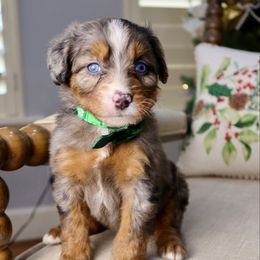 Key Lime - female Australian Mountain Doodle puppy in Murray, Utah from Sun Valley Doodles