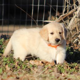 Golden Retriever Puppies from Golden Barnes Kennel