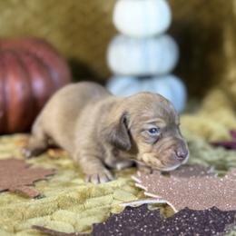 Oakley - Chocolate and tan male Dachshund puppy in Purdy, Missouri from Shotgun Pups