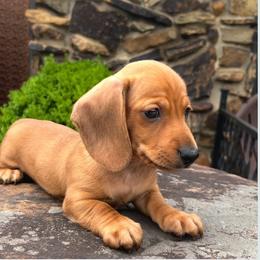 Chili - Red male Dachshund puppy in Warrior, Alabama from Bountiful Dachshunds
