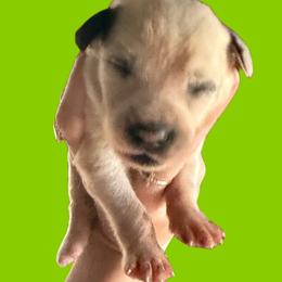 Peridot - White and black male Dalmatian puppy in Bremen, Georgia from Clark’s Dalmatians