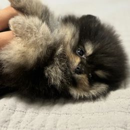 Pomeranian Puppies from Pom Pom Lollipop’s