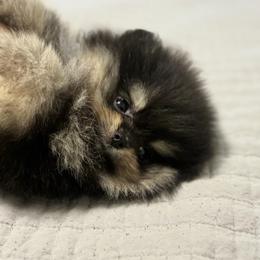 Pomeranian Puppies from Pom Pom Lollipop’s