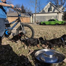Black and Tan Coonhound and Bracco Italiano Puppies from Old Soul Black & Tan Coonhounds