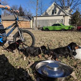 Black and Tan Coonhound and Bracco Italiano Puppies from Old Soul Black & Tan Coonhounds