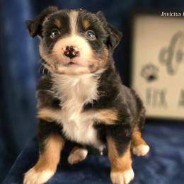 Valentine (Jason) - Black tri-color male Australian Shepherd puppy in Smithfield, Utah from Invictus Farms