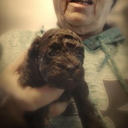 Charlotte - Brown female Poodle puppy in Mc Dade, North Carolina from Toy Poodles of NC