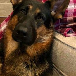 Nitro - German Shepherd