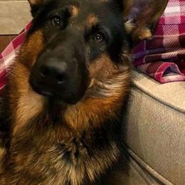 Nitro - German Shepherd