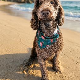 Sweet Tater - Labradoodle