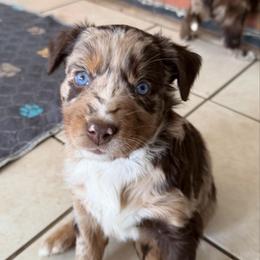 Nadia - Red merle female Australian Shepherd puppy in Litchfield, New Hampshire from Aussies Edge Farm