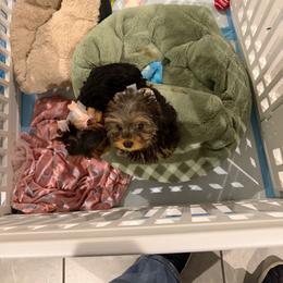 Iggy - Black and gold male Yorkshire Terrier puppy in Rio Rancho, New Mexico from Yorkie Envy, LLC
