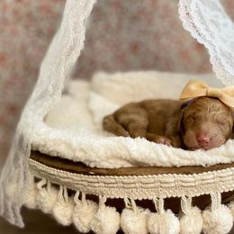 Goldendoodle Puppies from All My Doodles