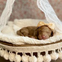 Goldendoodle Puppies from All My Doodles
