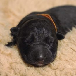 German Shepherd Puppies from Royalty German Shepherds