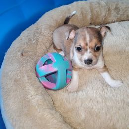 Chihuahua Puppies from Maldonado Pet Life Breeder LLC.