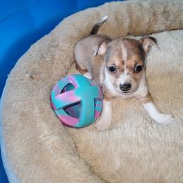 Chihuahua Puppies from Maldonado Pet Life Breeder LLC.
