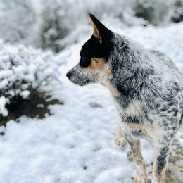 Australian Cattle Dogs and Australian Shepherds from Lone Pine Kennel and Rush Creek Aussies