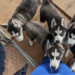 Siberian Husky puppies from Humorous Huskies