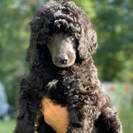 Poodle Puppies from Speeds Creek Kennels