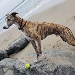 Whippets from Debra Stafford's Whippets