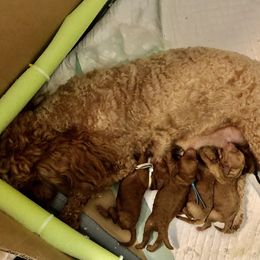 Goldendoodle and Poodle Puppies from Hyco Lake Doodles and Poodles