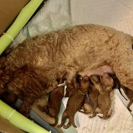 Goldendoodle and Poodle Puppies from Hyco Lake Doodles and Poodles