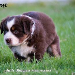 Miniature Australian Shepherd Puppies from JnT's Bluegrass Mini Aussies