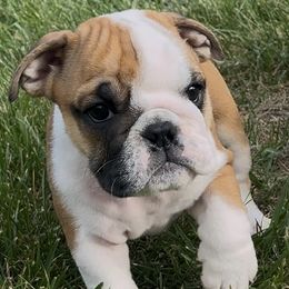 Bulldog Puppies from Odyssey English Bulldogs