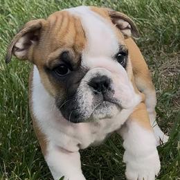 Bulldog Puppies from Odyssey English Bulldogs