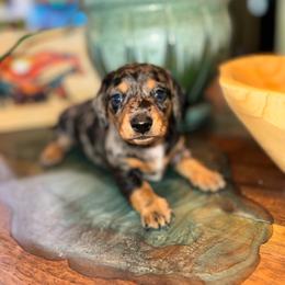 AKC Chip - Dapple male Dachshund puppy in Knoxville, Tennessee from Thea's Puppies
