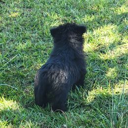 Billy - Black male Scottish Terrier puppy in Pineview, Georgia from Carsten's Scottish Terriers