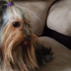 Yorkshire Terriers from Angie's Yorkshire Terriers