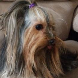Yorkshire Terriers from Angie's Yorkshire Terriers