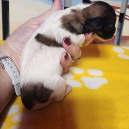 Girl 2 - Brown and white female Shichon puppy in Imperial, Missouri from Shichon Teddybear  puppies of Miss