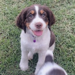 English Springer Spaniel Puppies from Desert Shadow Springers