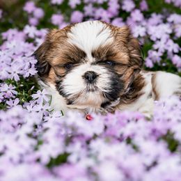 Shih Tzu Puppies from Meihem Pups