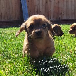 Dachshund Puppies from Mission Creek Dachshunds