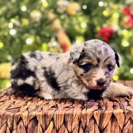 Demi - Blue merle female Miniature American Shepherd puppy in Ash Grove, Missouri from 3 Barrels Farms, LLC