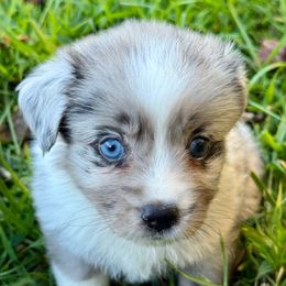 Lola - Blue merle female Miniature Australian Shepherd puppy in Patterson, North Carolina from DreamLine Aussies
