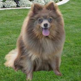 Angel - Pomeranian