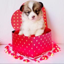 American Corgi and Pembroke Welsh Corgi Puppies from Whimsical Treasure Corgis