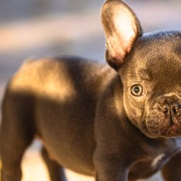 French Bulldogs from K Solutions
