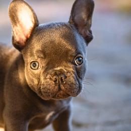French Bulldogs from K Solutions