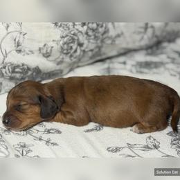 Poppy - Dapple female Dachshund puppy in Stockton, California from Wiggles & Wags Dachshund's