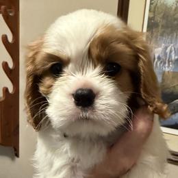 Herbie (Black Male) - Blenheim male Cavalier King Charles Spaniel puppy in Asheboro, North Carolina from Farmwood Cavaliers