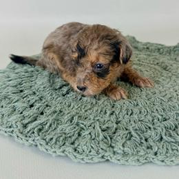 Betsy - Merle female Bernedoodle puppy in Goldsboro, North Carolina from The Grantham House