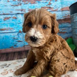 Zayna - Red female Cavapoo puppy in Lebanon, Missouri from Danielle’s Doodles